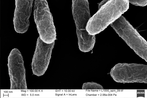 Laves mikroskopische Aufnahme Escherichia coli Bakterium